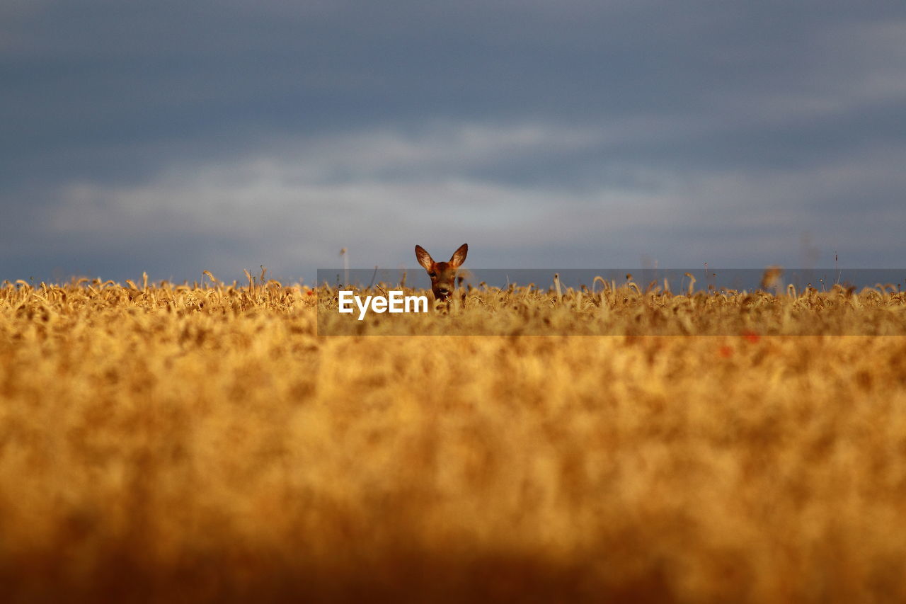 Deer on field against sky