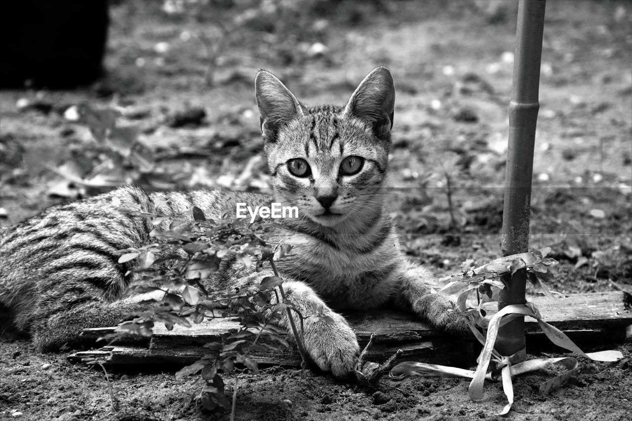 PORTRAIT OF A CAT ON A FIELD