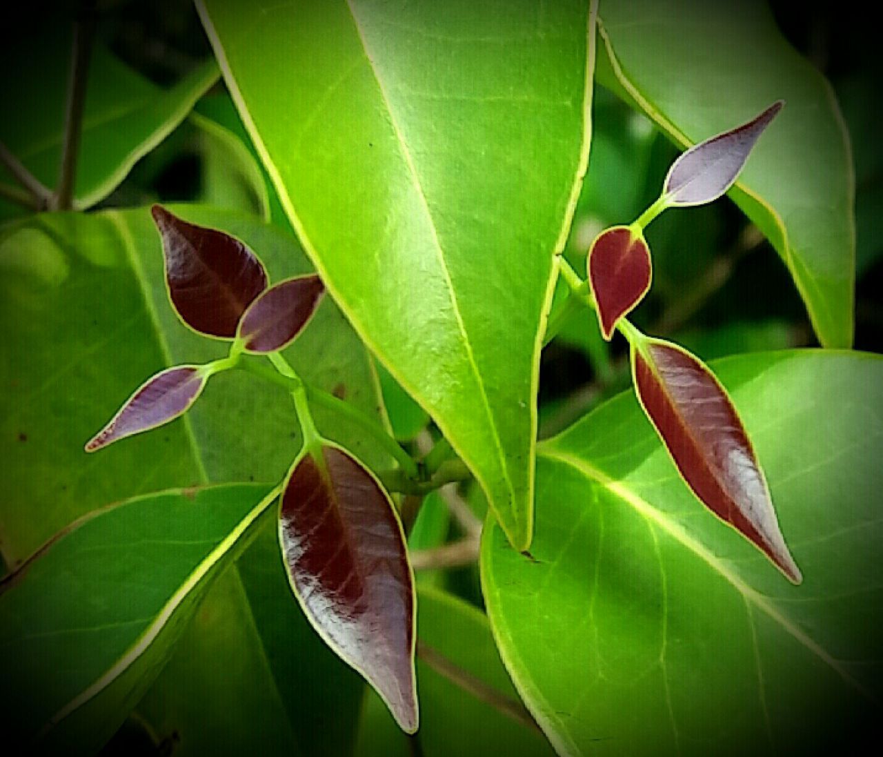 CLOSE-UP OF FRESH GREEN LEAF