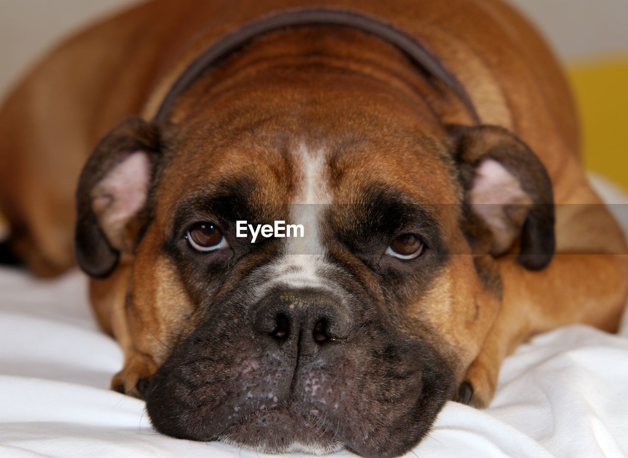 Close-up of dog on bedsheet