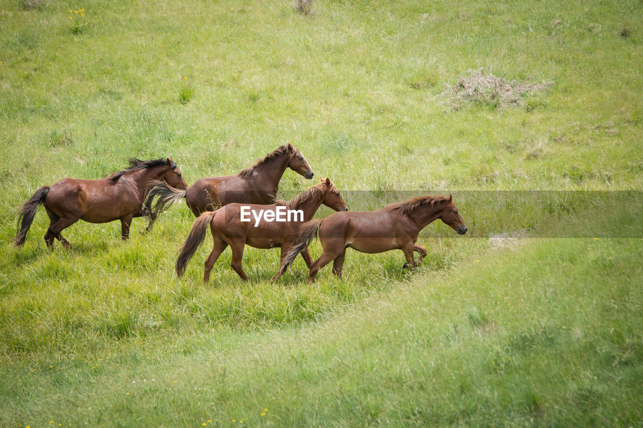 VIEW OF HORSES RUNNING ON FIELD