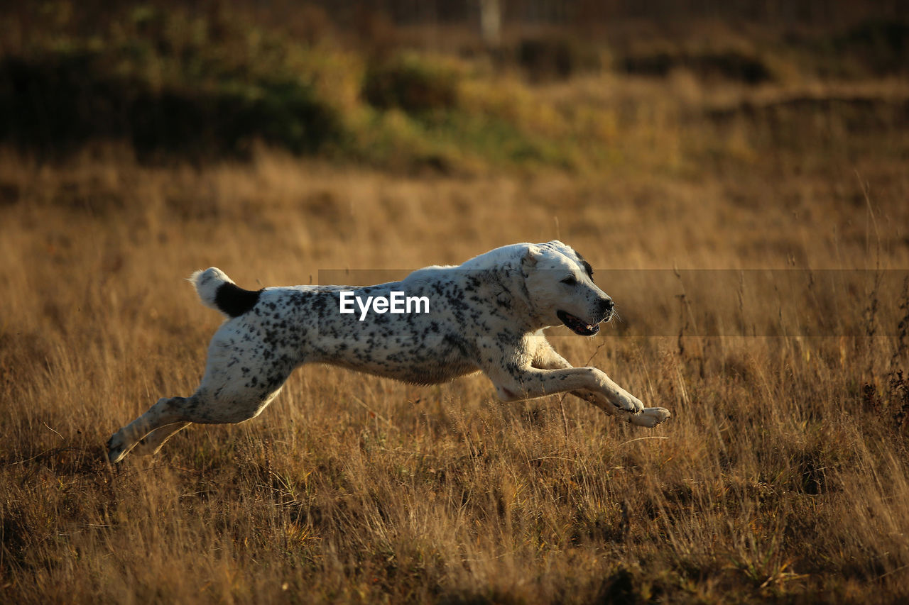 SIDE VIEW OF RABBIT RUNNING IN FIELD