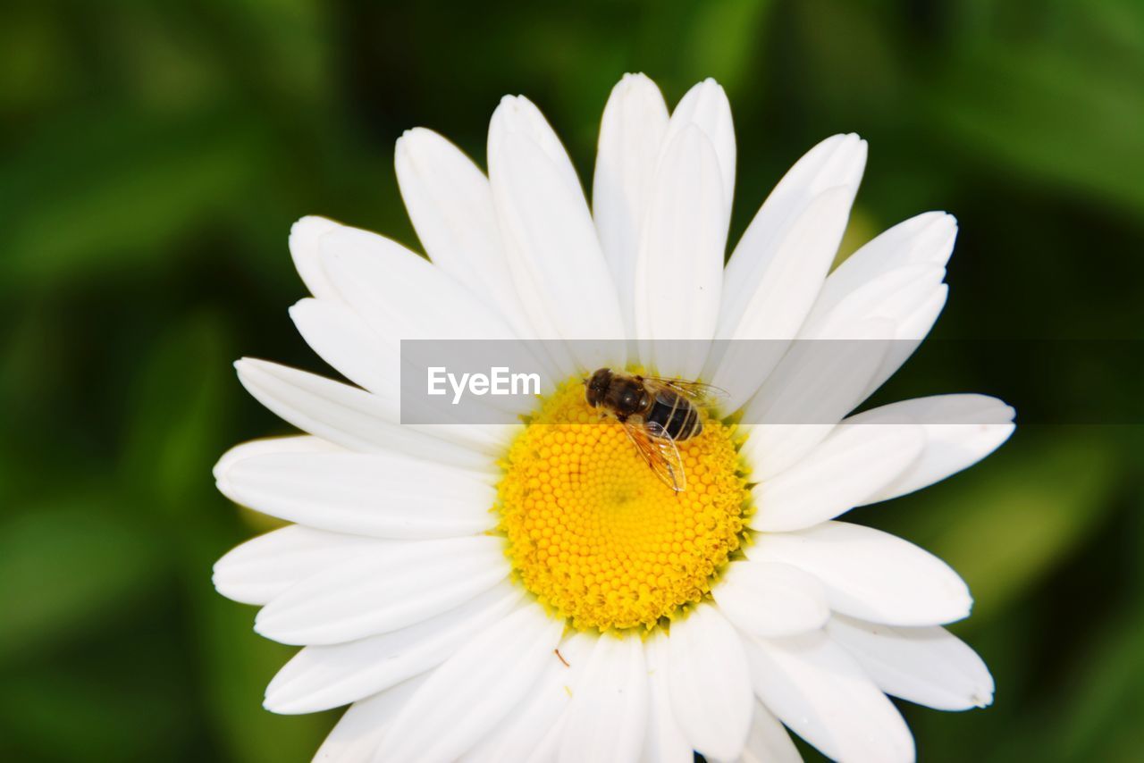 Close-up of bee on white flower