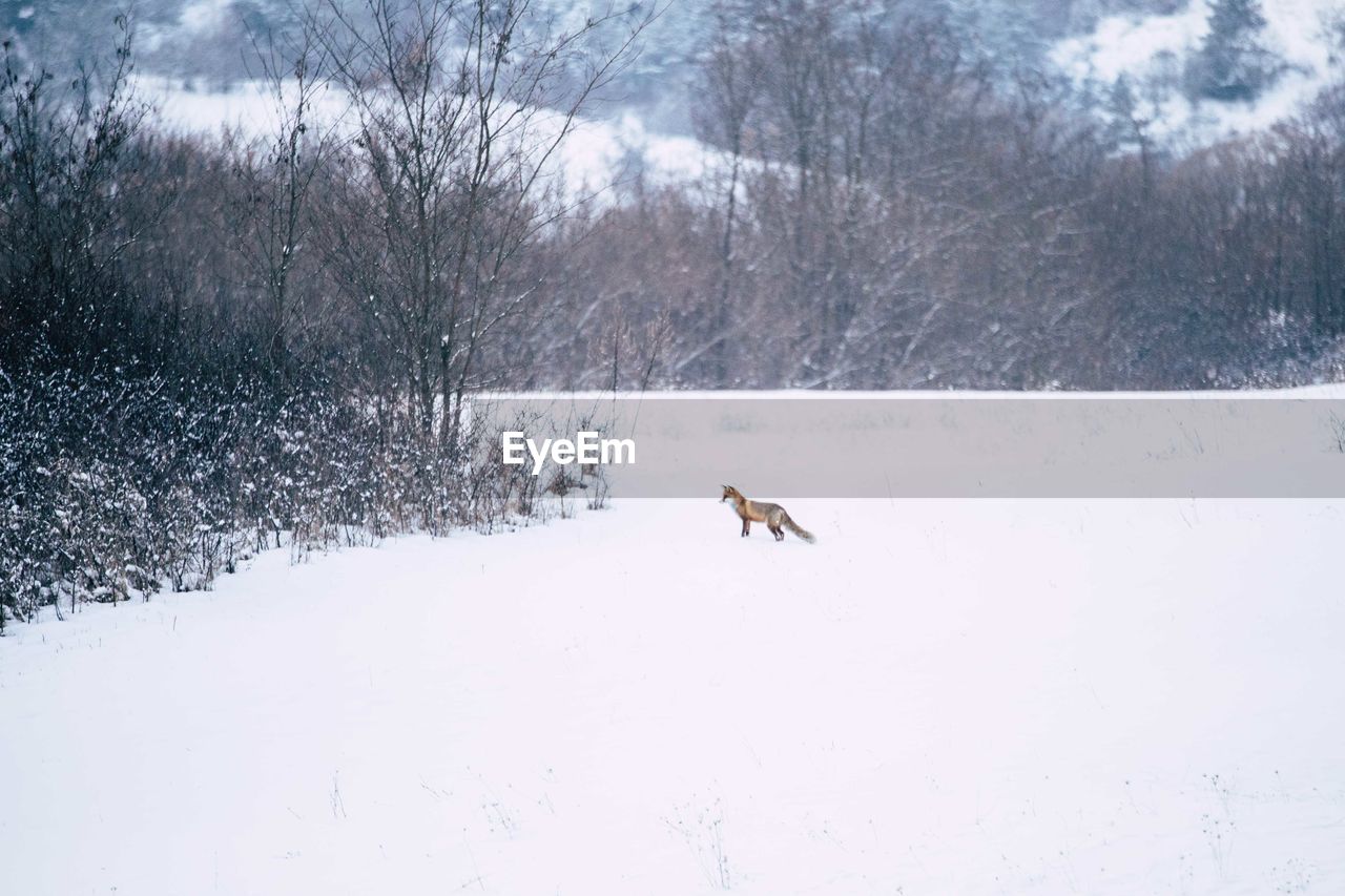 Fox on snow field during winter