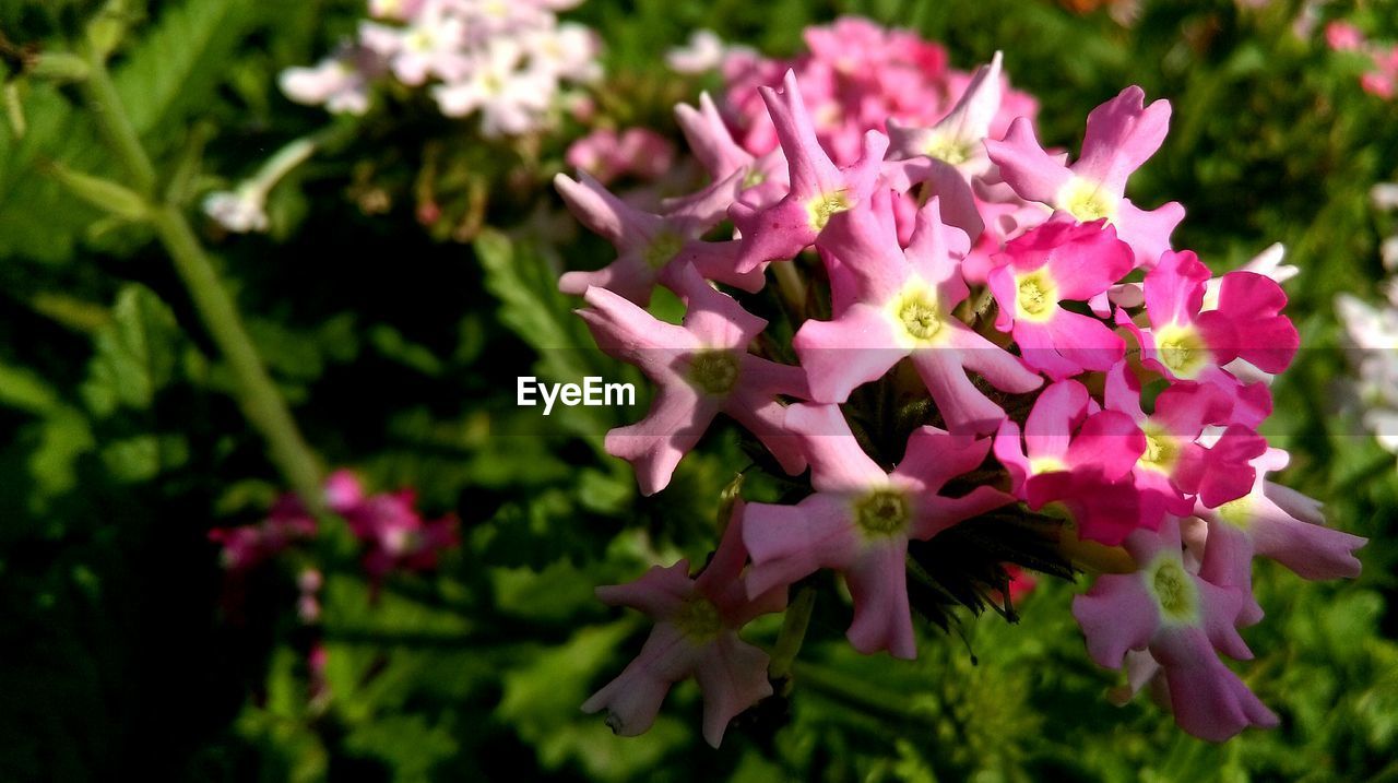 CLOSE-UP OF PINK FLOWERS