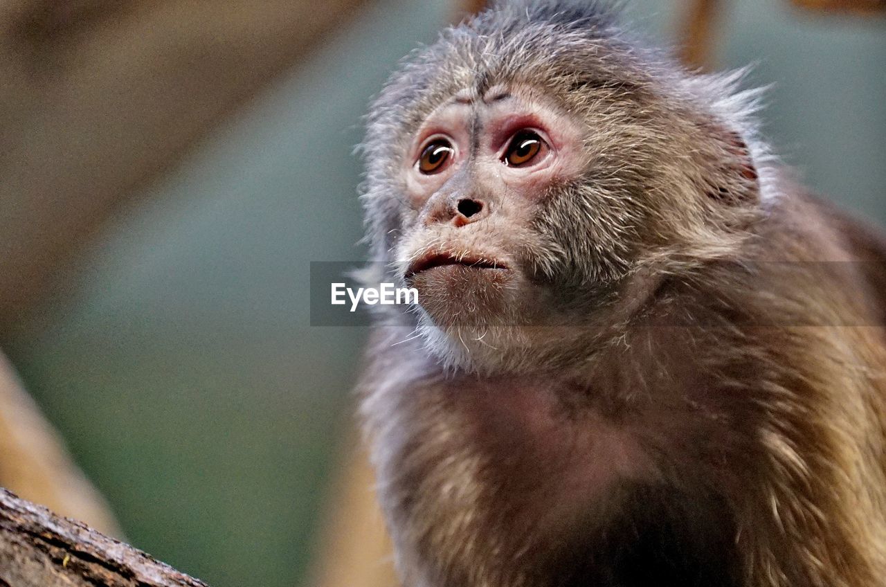 Close
-up of  monkey looking away