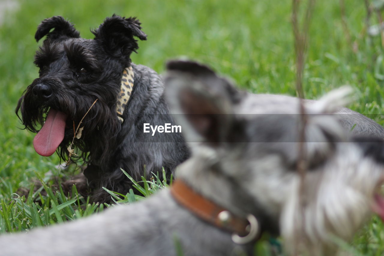 Close-up of miniature schnauzers on grass in park