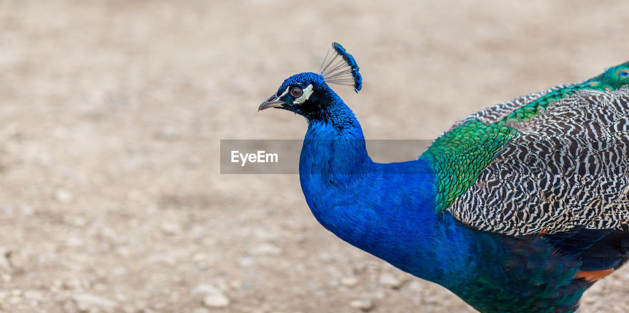 peacock, animal themes, animal, bird, one animal, animal wildlife, blue, peacock feather, wildlife, feather, multi colored, beauty in nature, nature, fanned out, no people, animal body part, outdoors, day, animal's crest, showing off, close-up, beak, animal head, focus on foreground, portrait
