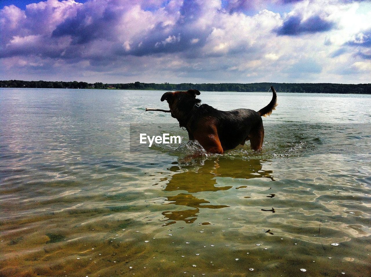 Dog in sea against cloudy sky