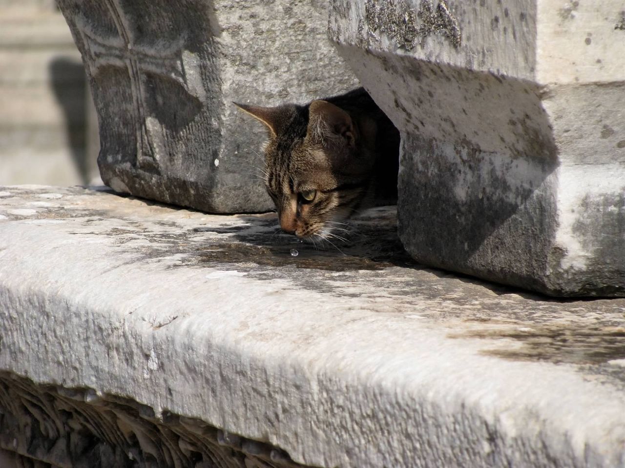 Stray cat drinking water from puddle on retaining wall