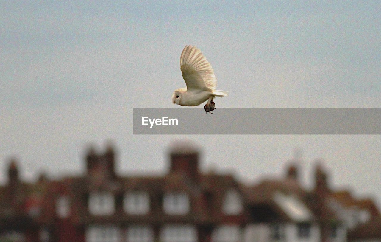 Low angle view of bird flying against sky