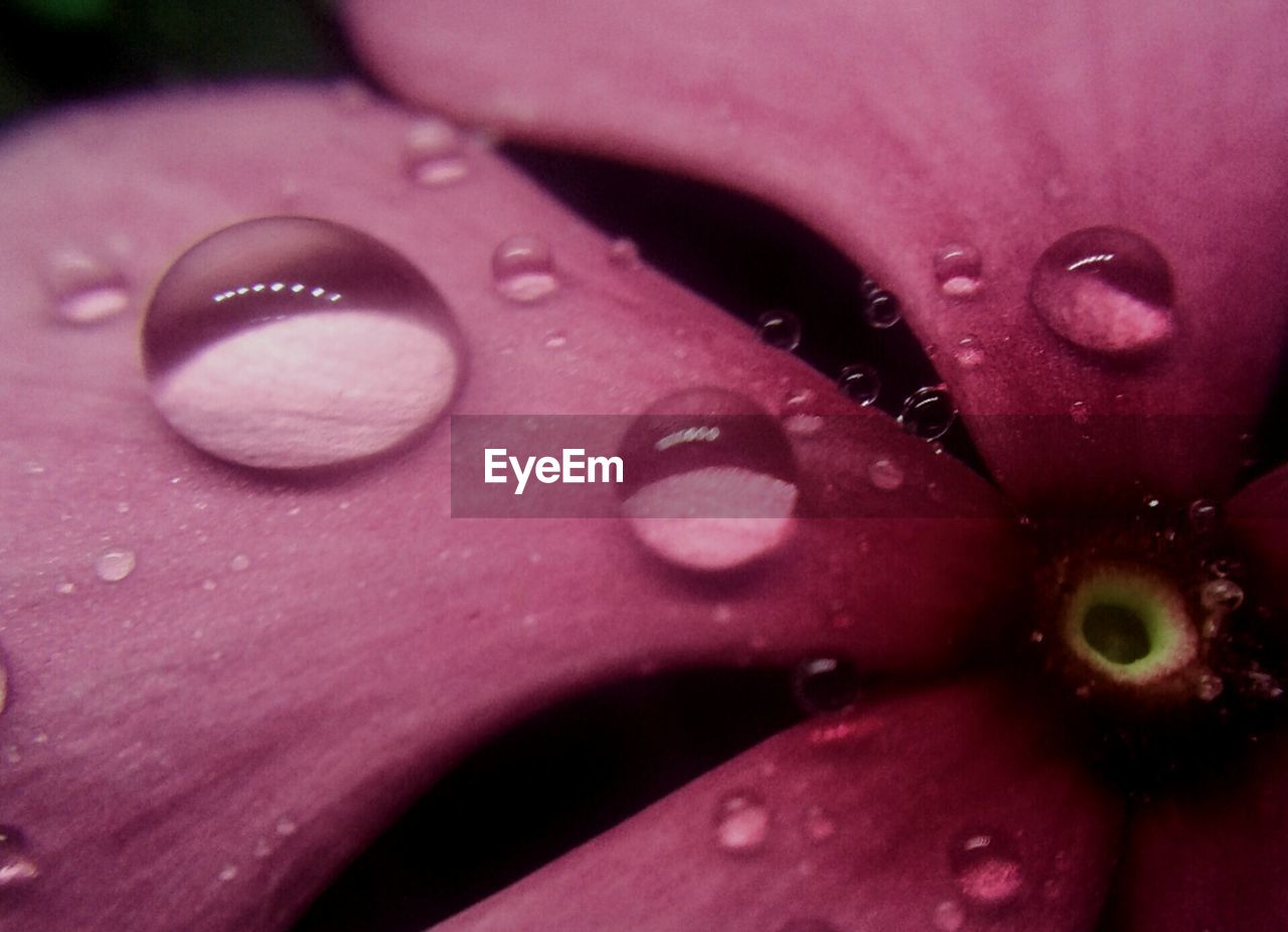 Close-up of wet pink flower