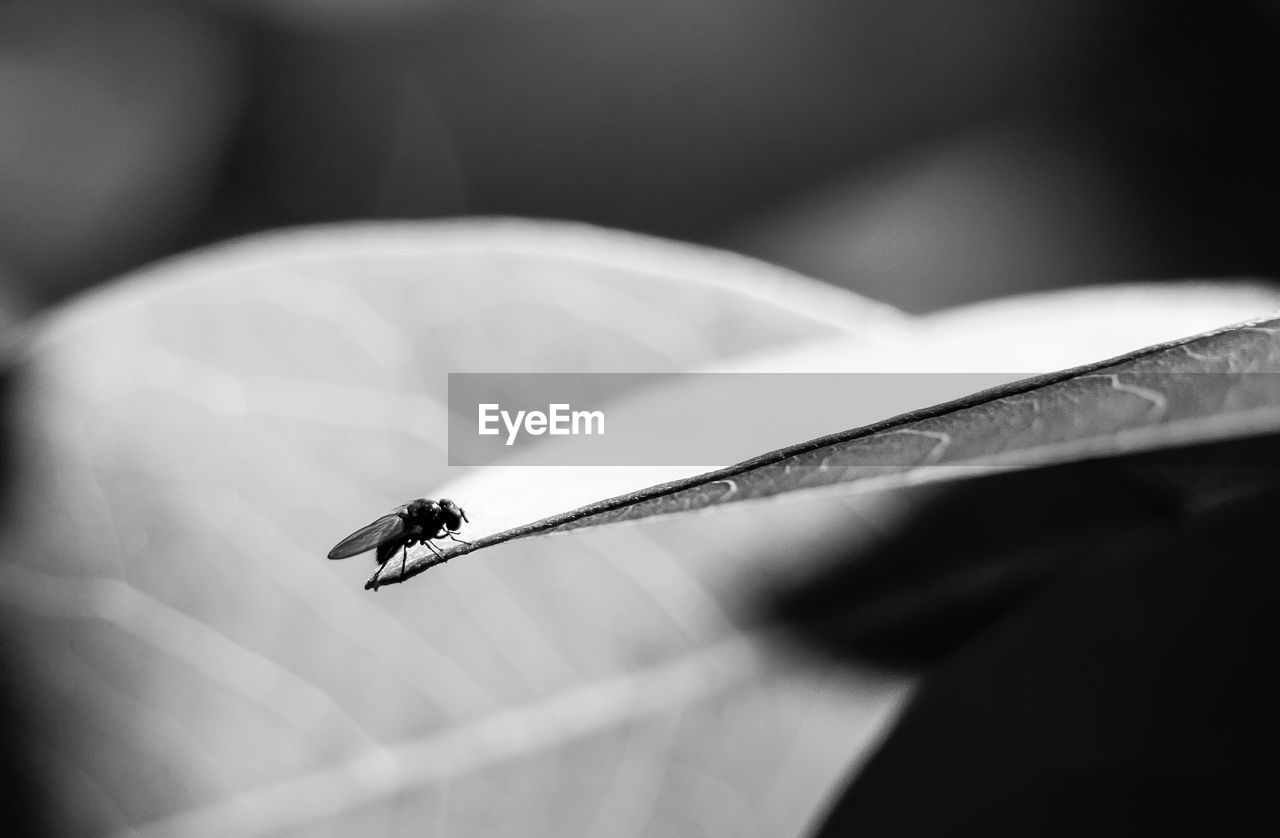 High angle view of fly on leaf