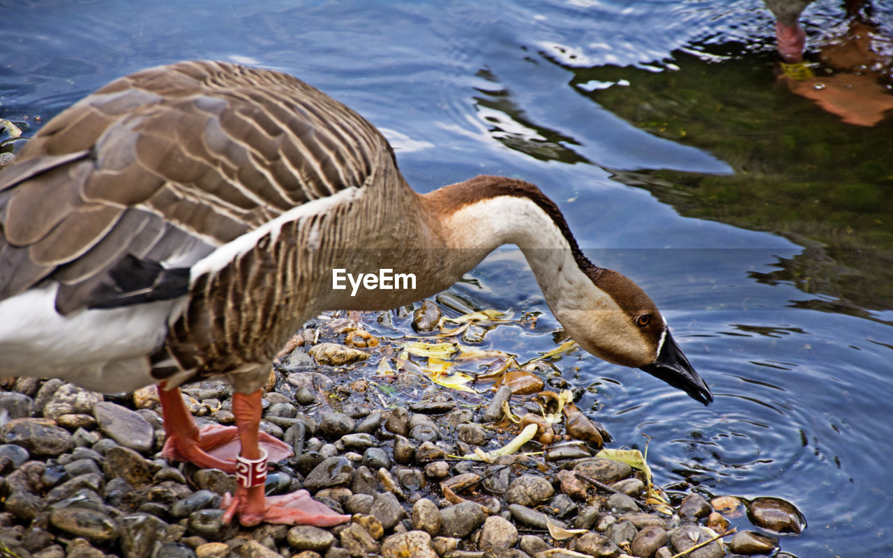 Side view of a bird drinking water