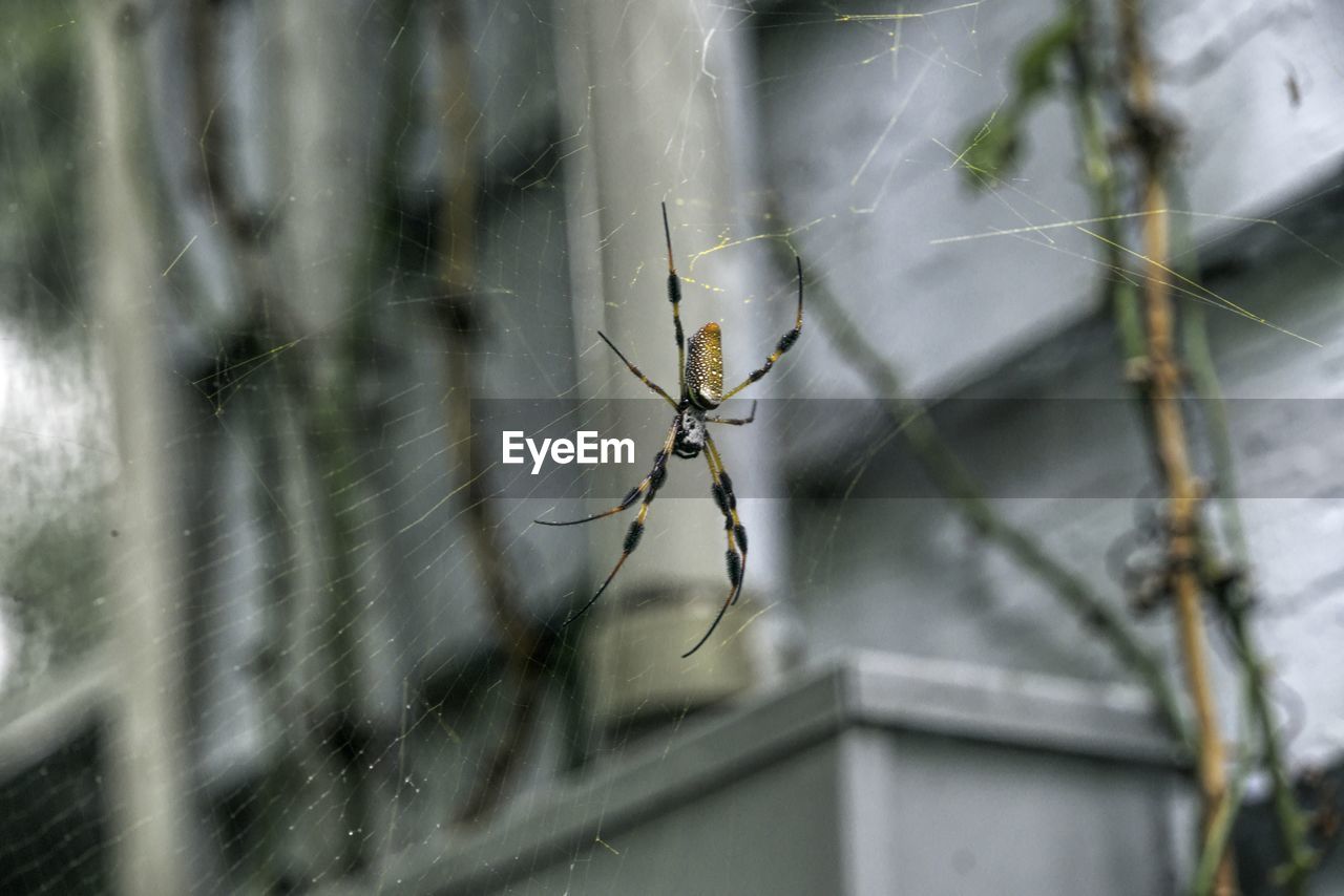 CLOSE-UP OF SPIDER WEB