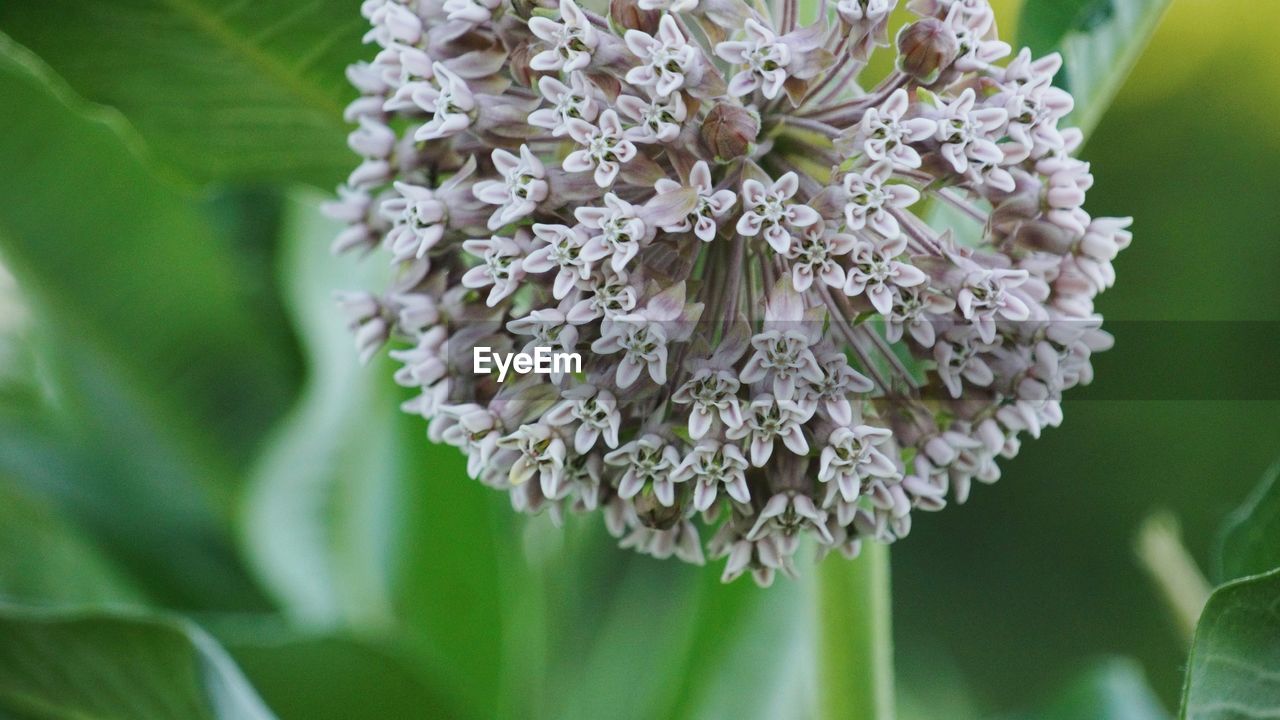 CLOSE-UP OF BUMBLEBEE ON PLANT