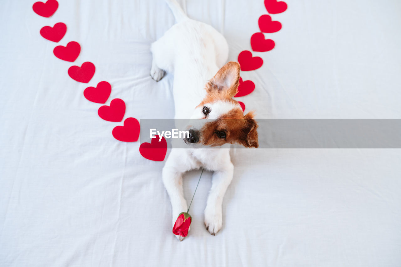 Cute jack russell dog at home with red rose on paw, red hearts on bed. romance, valentines concept