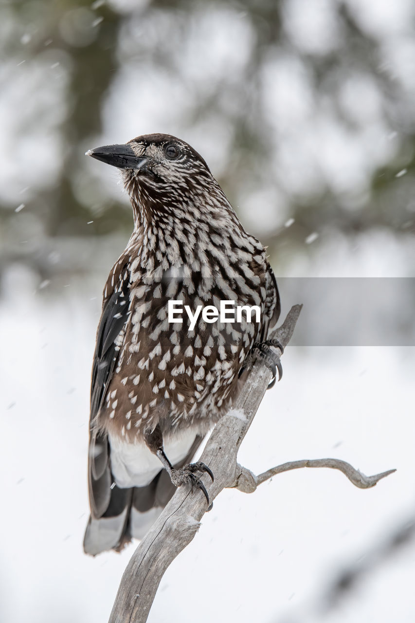 Close-up of bird perching on tree during winter