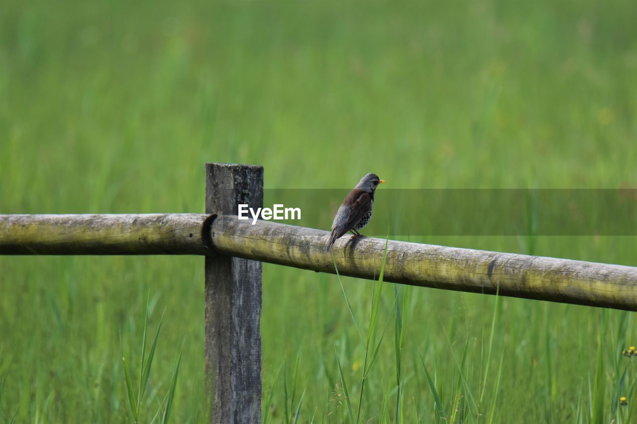 Bird perching on wooden post