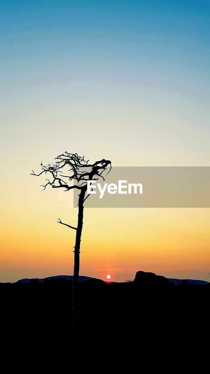 SILHOUETTE TREE AGAINST SKY DURING SUNSET