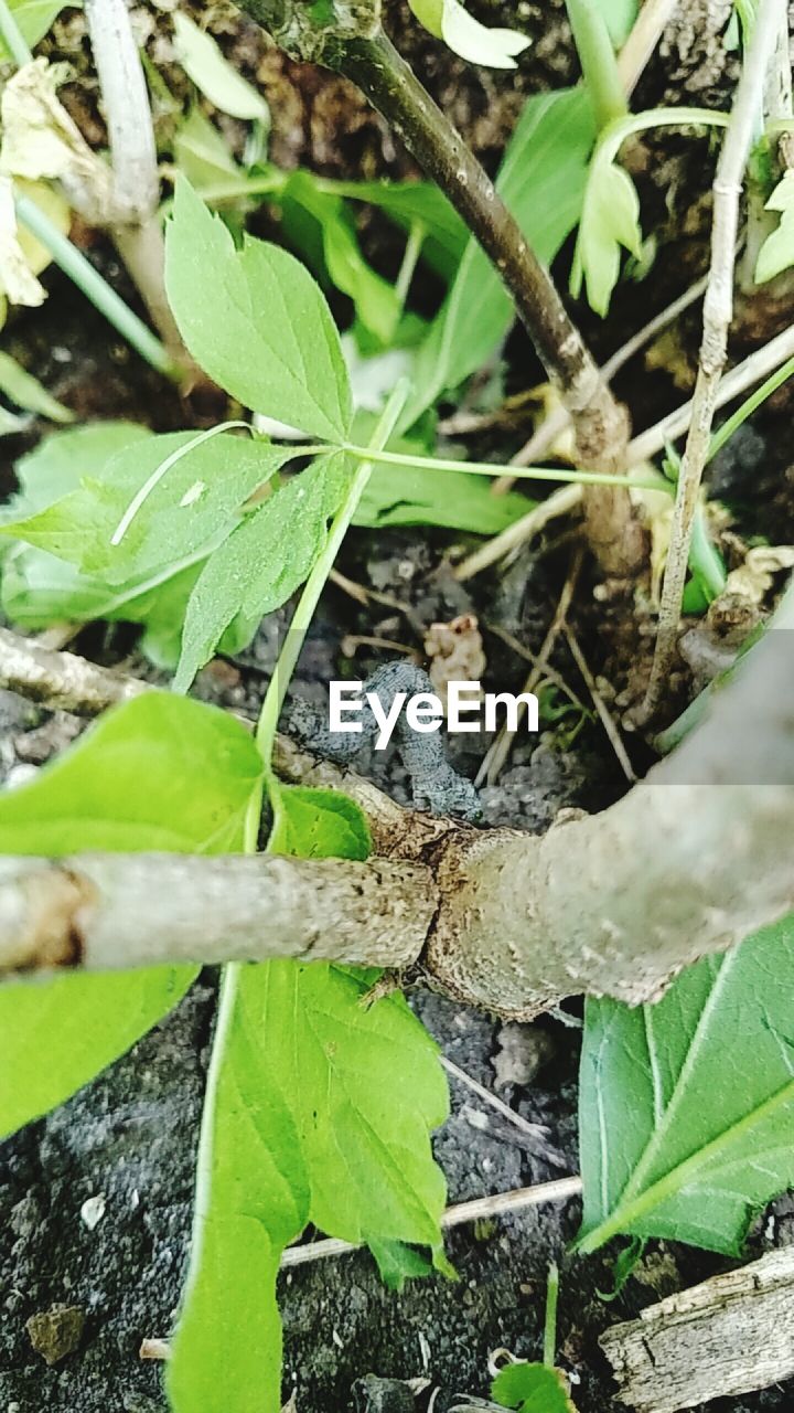 CLOSE-UP OF PLANTS