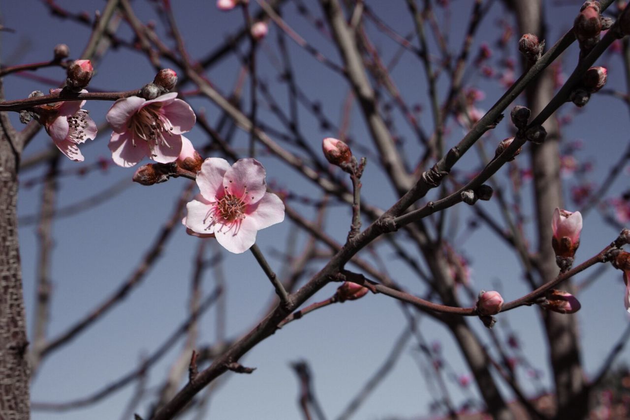 Close-up of cherry blossom tree