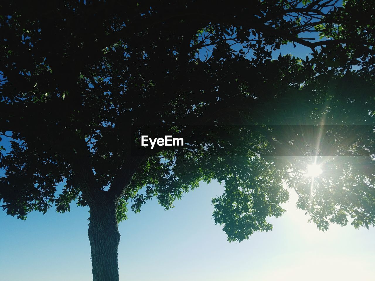 LOW ANGLE VIEW OF SUNLIGHT STREAMING THROUGH TREES