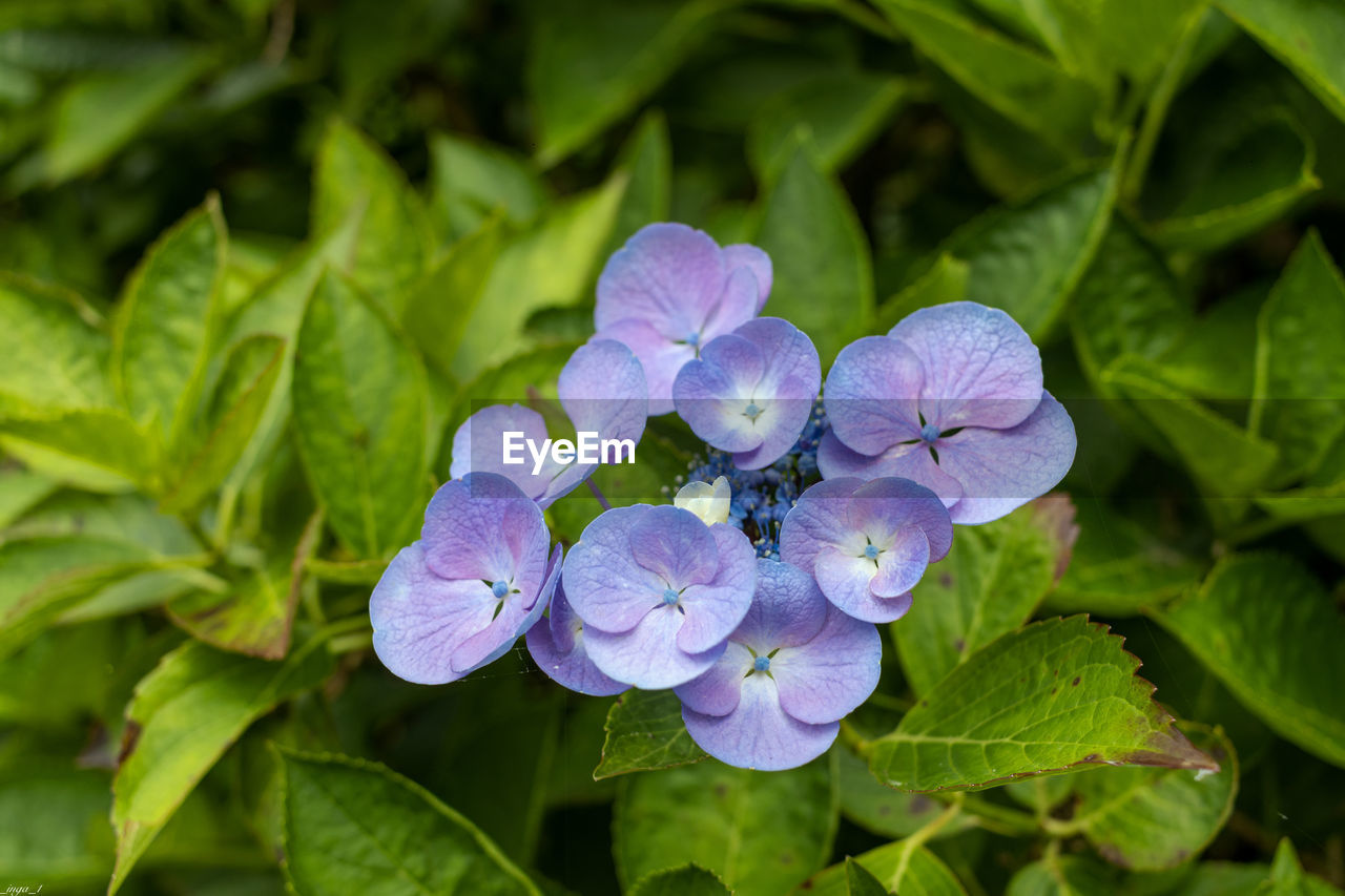 Close-up of purple flowering plant