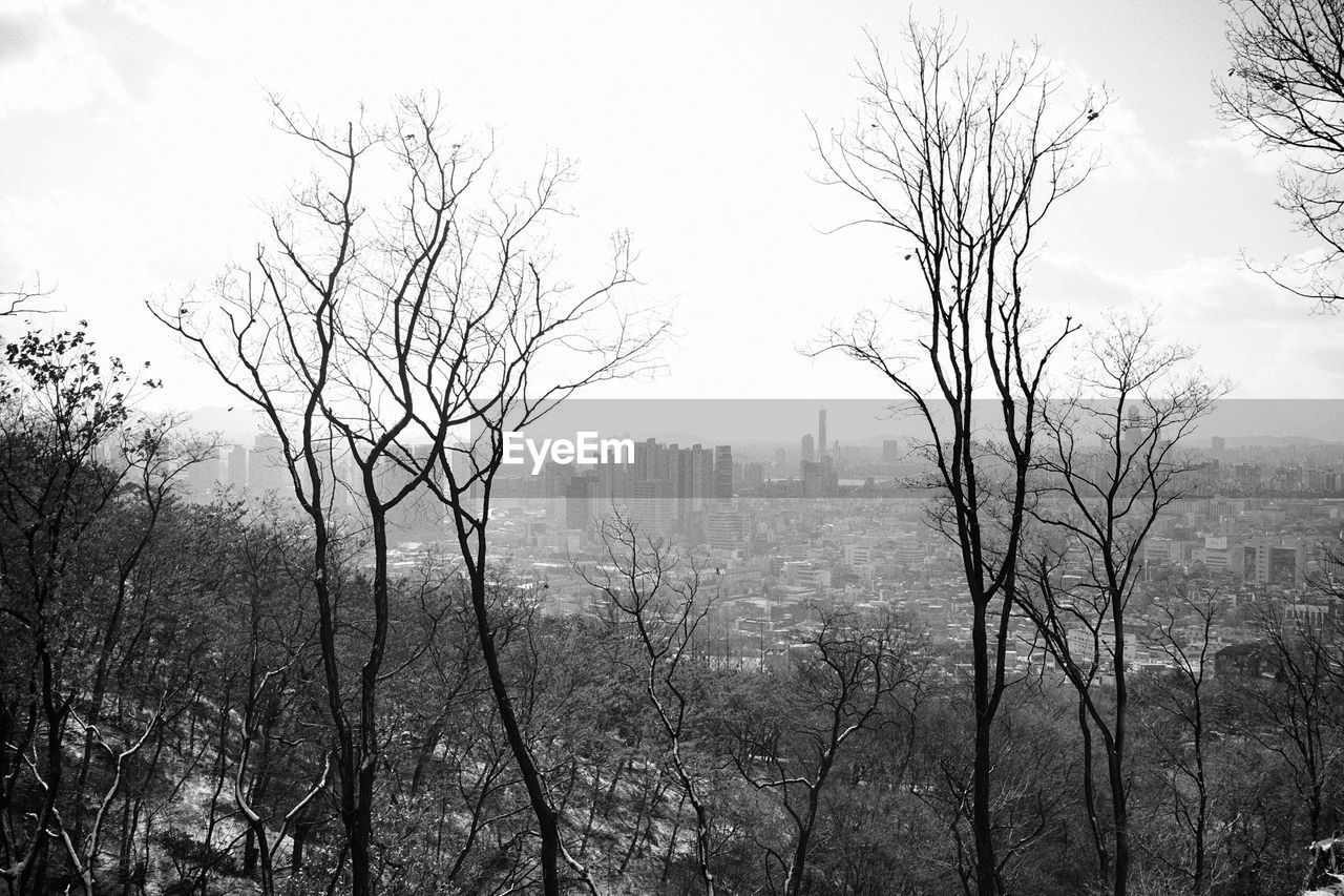 SILHOUETTE OF BARE TREES AGAINST SKY