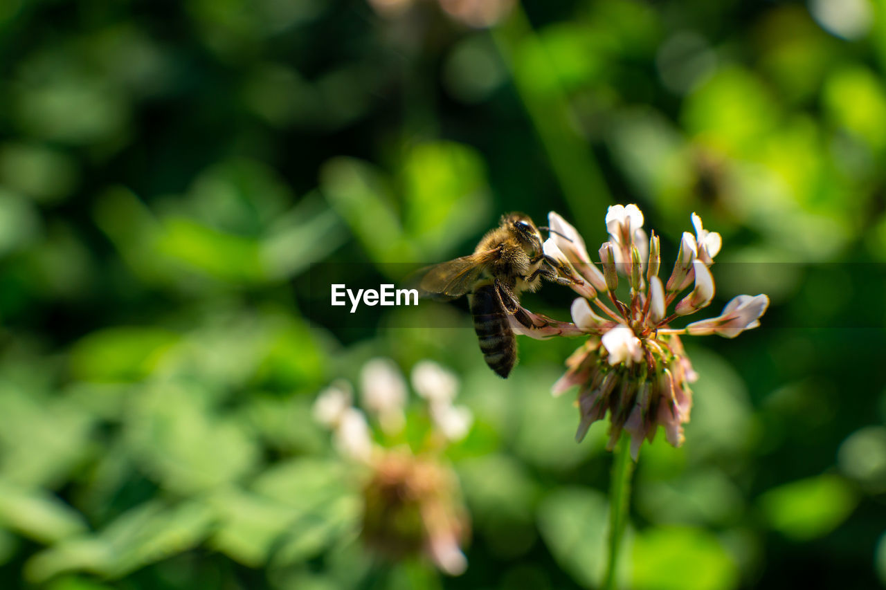 CLOSE-UP OF HONEY BEE ON FLOWER