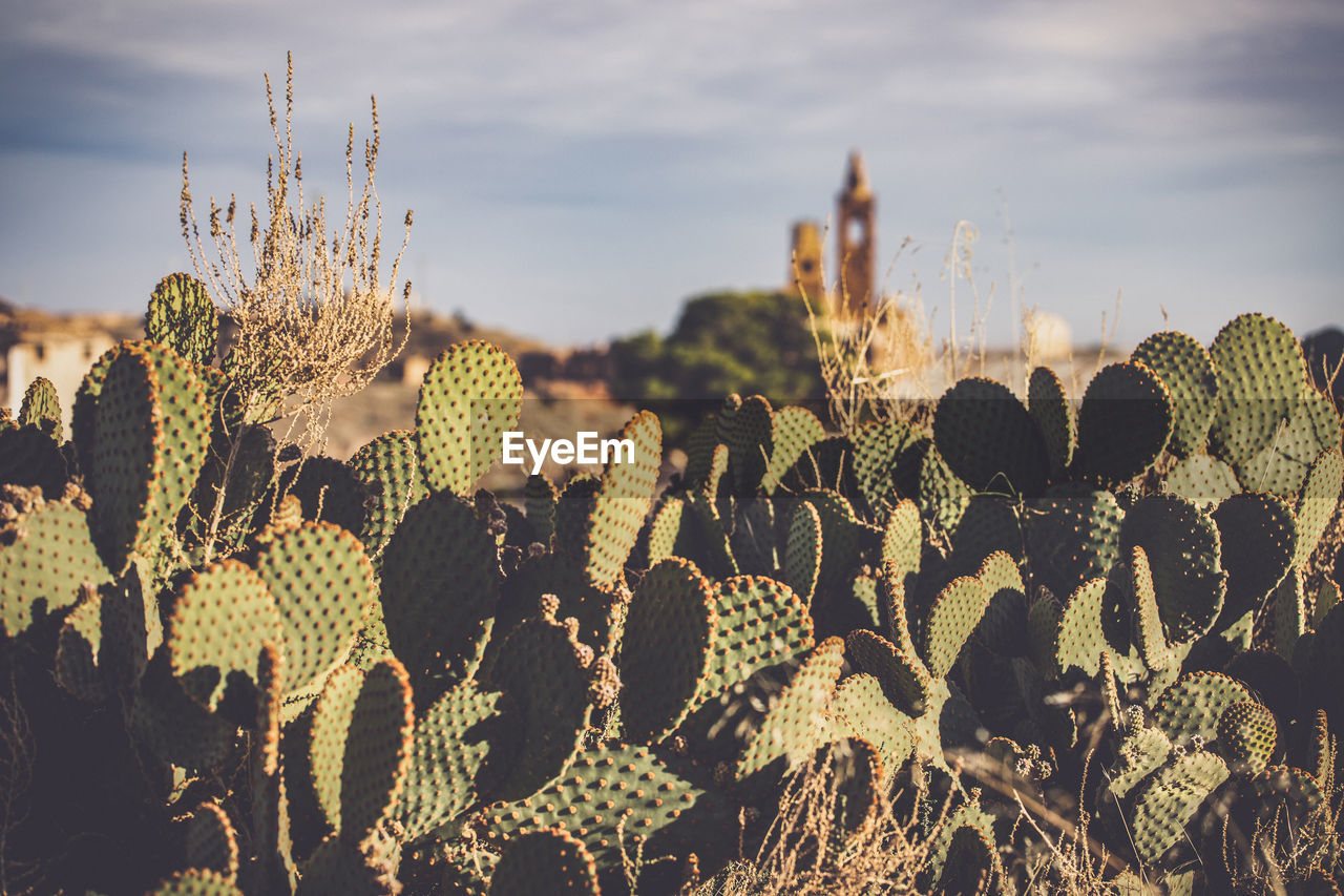 low angle view of plants against sky during sunset