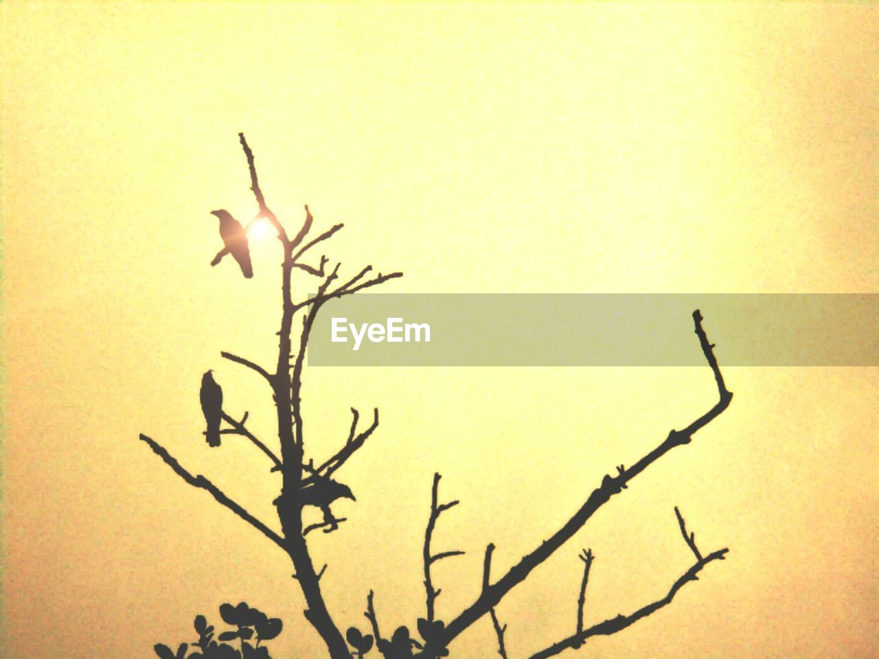 SILHOUETTE OF PLANT AGAINST CLEAR SKY