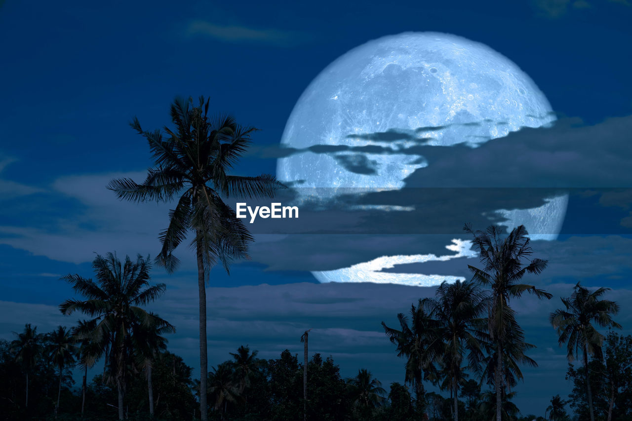 SCENIC VIEW OF PALM TREES AGAINST SKY
