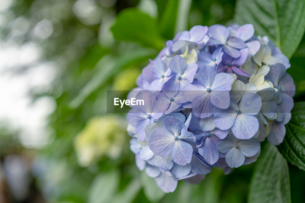 flower, plant, flowering plant, beauty in nature, freshness, close-up, nature, petal, purple, hydrangea, growth, inflorescence, fragility, flower head, springtime, focus on foreground, leaf, plant part, no people, outdoors, hydrangea serrata, lilac, botany, day, garden, macro photography, blossom, blue, summer