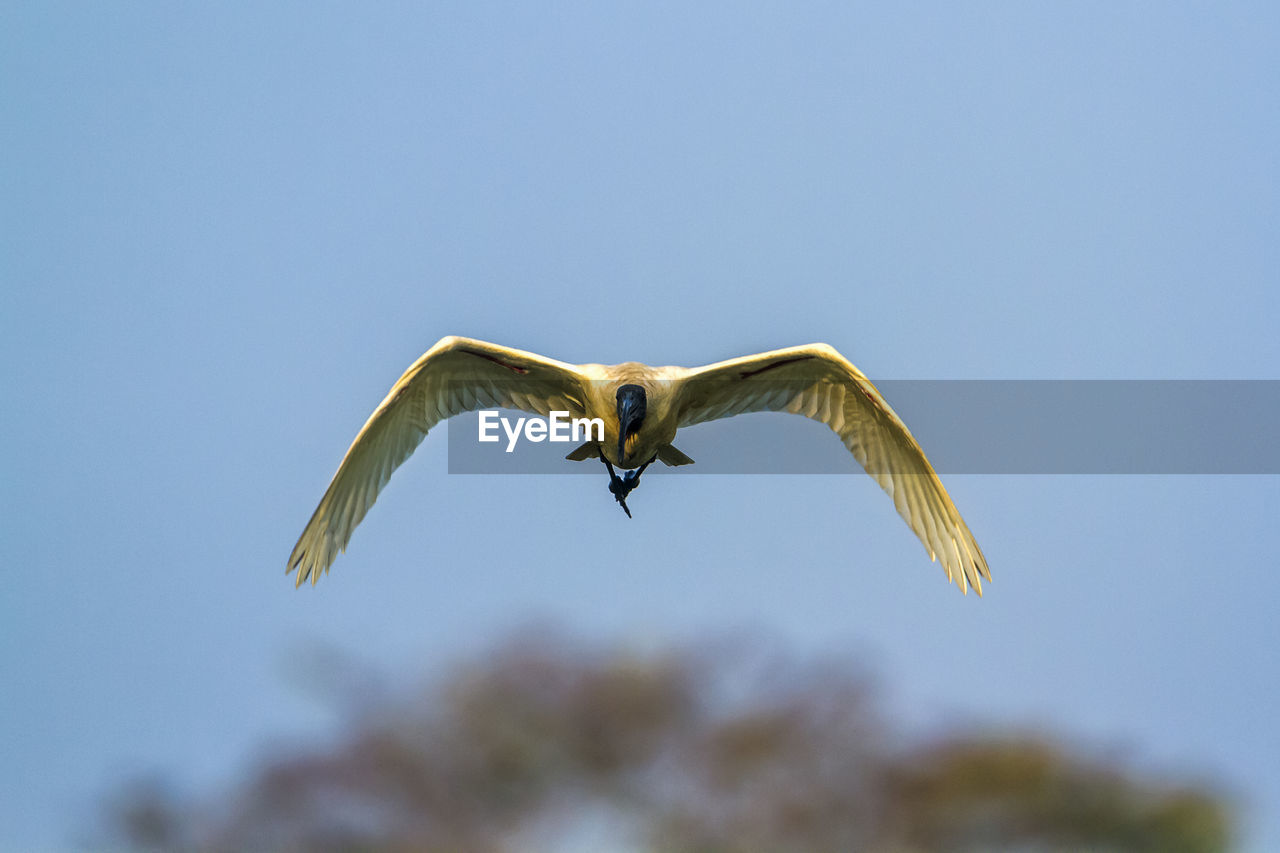 LOW ANGLE VIEW OF A BIRD FLYING