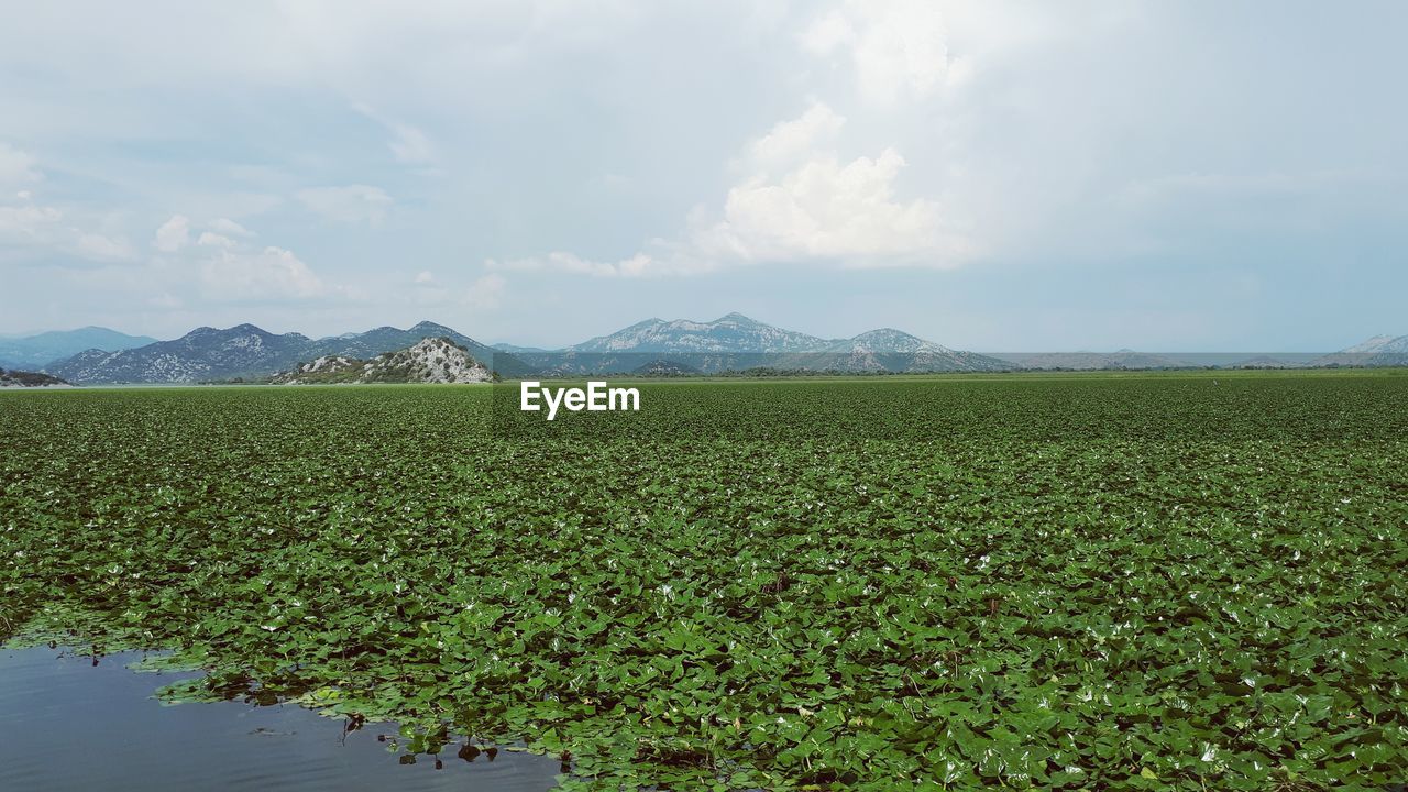 FIELD AGAINST SKY