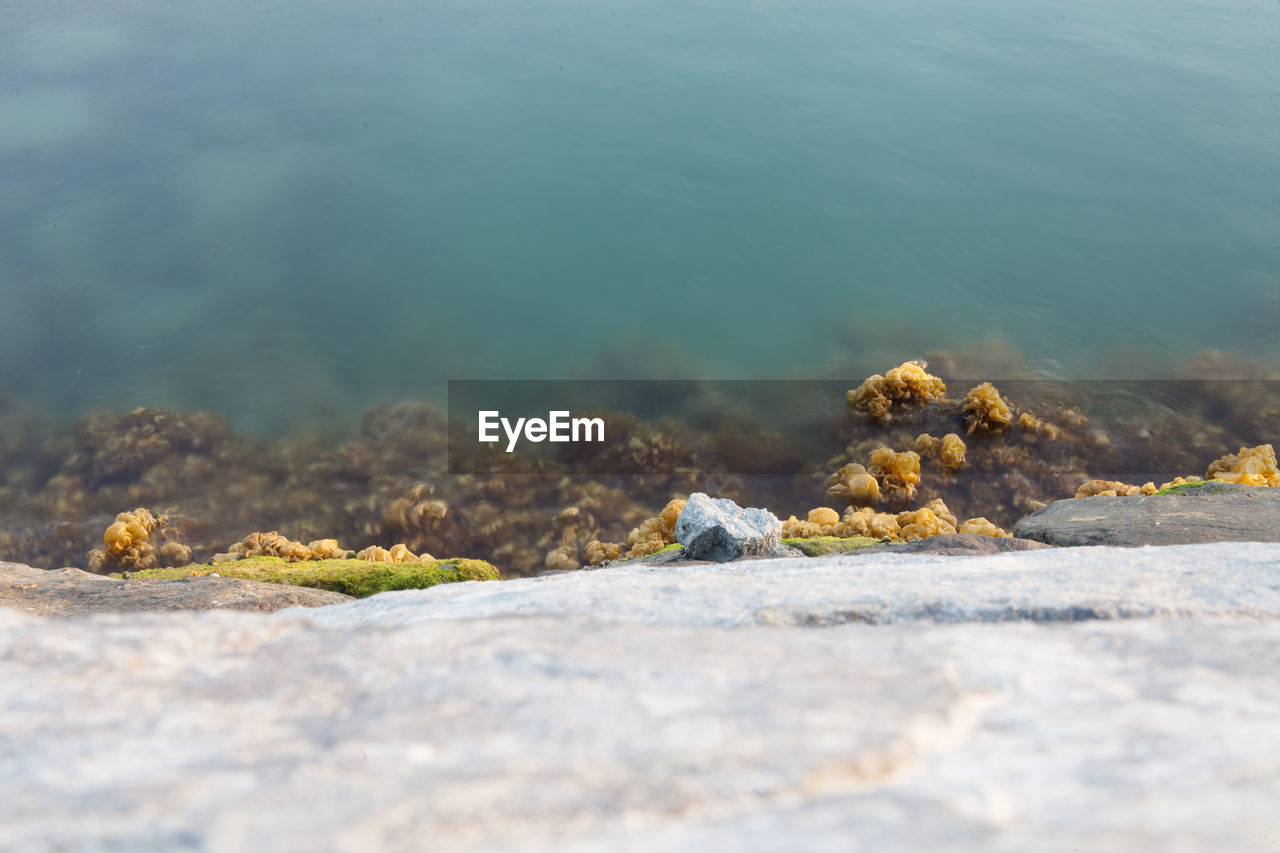 Sea algae growing on rocks in aqua blue sea on dubai coast