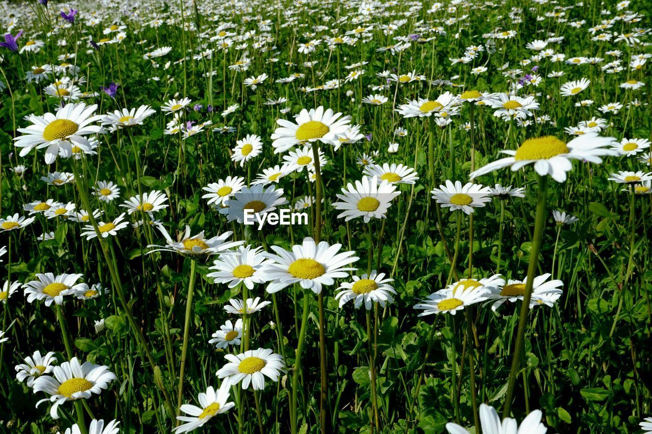 CLOSE-UP OF WHITE DAISIES ON FIELD