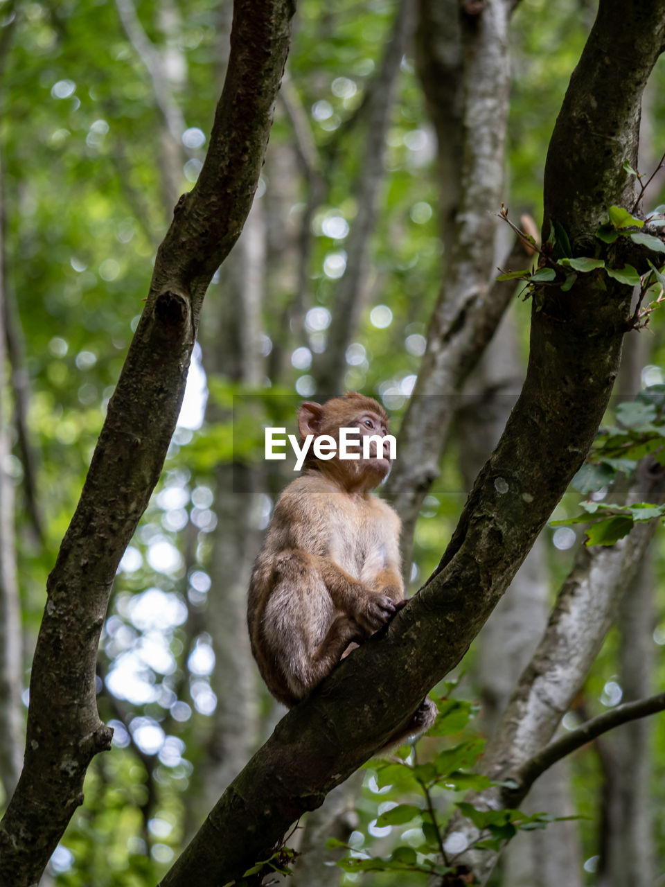 close-up of monkey on tree