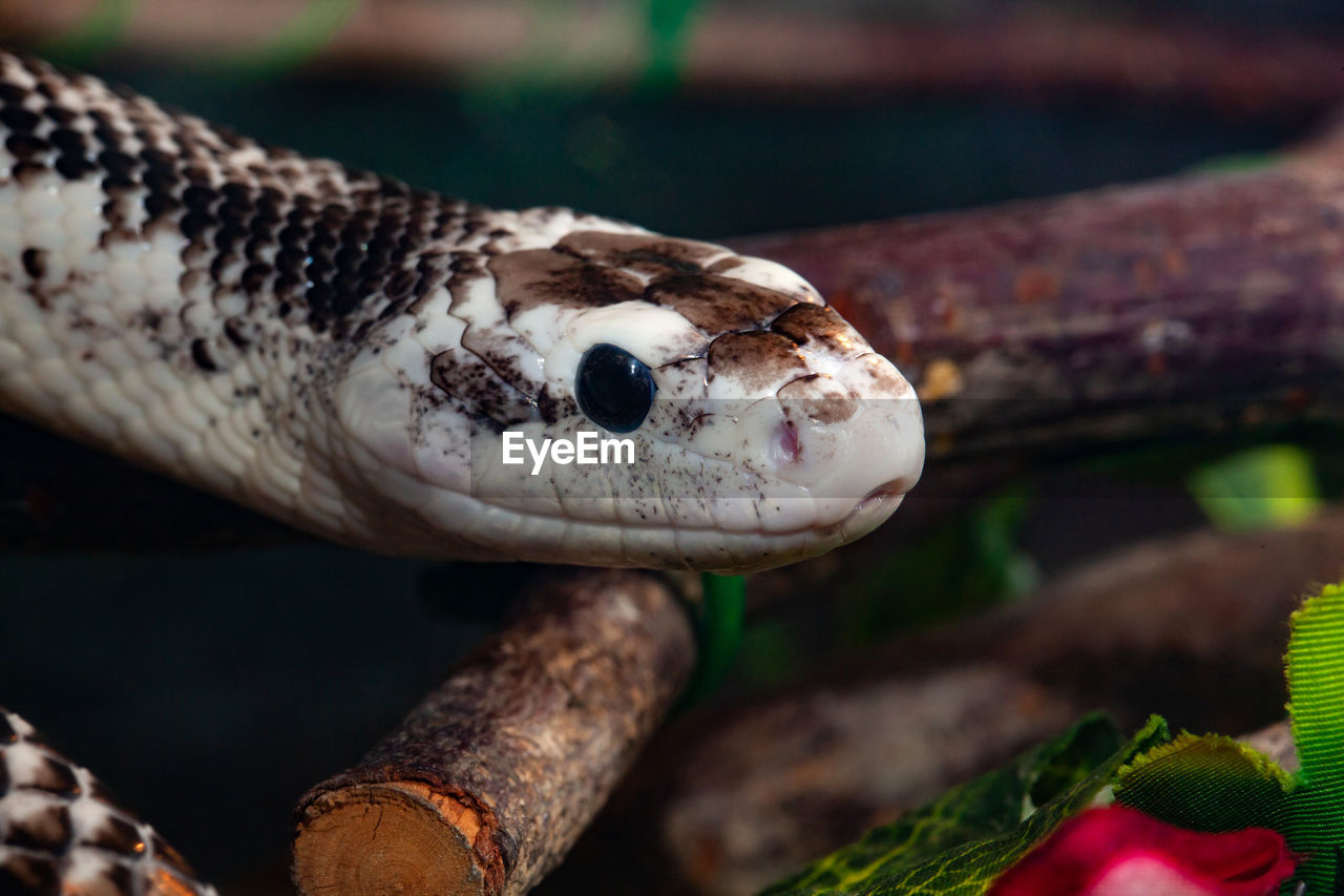 Pantherophis obsoleta or elaphe obsoleta, commonly called rat snake.