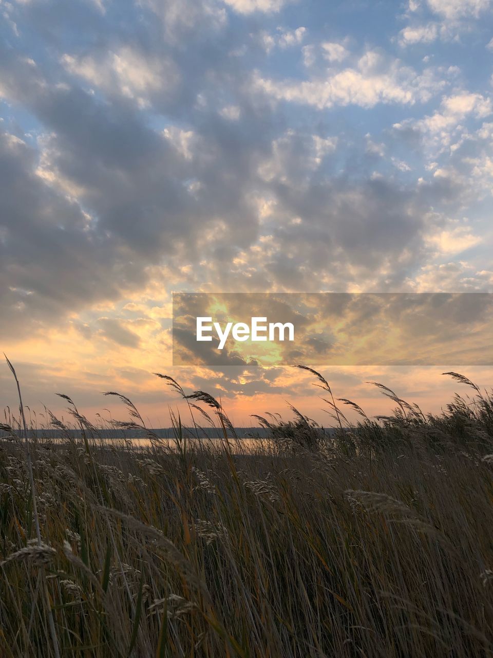 Scenic view of field against sky at sunset