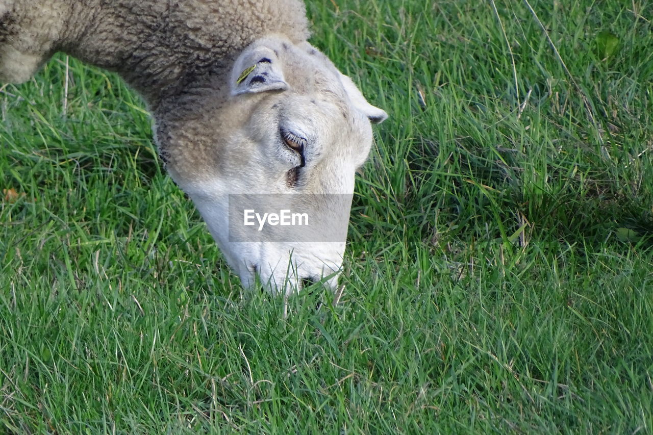 High angle view of sheep on field