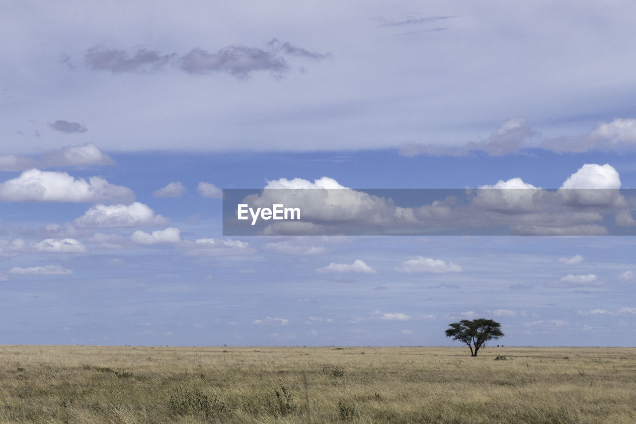 plain, cloud, grassland, environment, sky, landscape, horizon, prairie, steppe, plant, natural environment, savanna, scenics - nature, nature, land, beauty in nature, grass, field, animal wildlife, no people, horizon over land, animal, day, tree, tranquil scene, non-urban scene, animal themes, tranquility, safari, outdoors, mammal, plateau, rural area, wildlife, remote, travel destinations, tourism, hill, wildlife reserve, travel