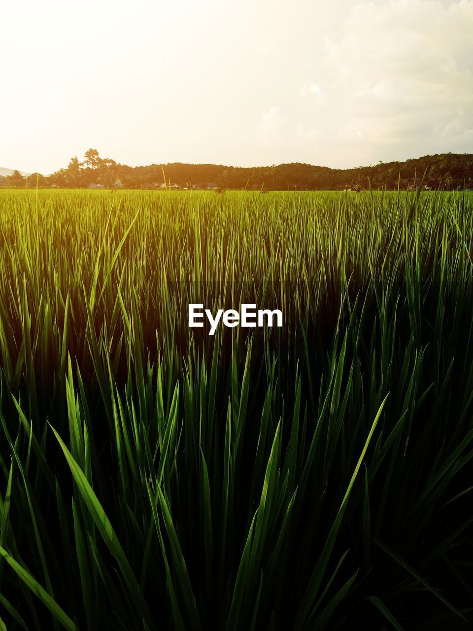 View of stalks in field against sky