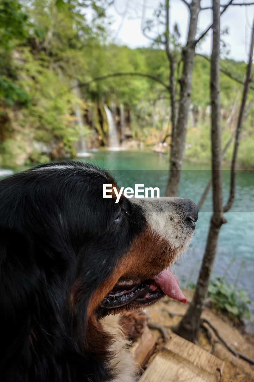 CLOSE-UP OF DOG LOOKING AWAY AGAINST TREES