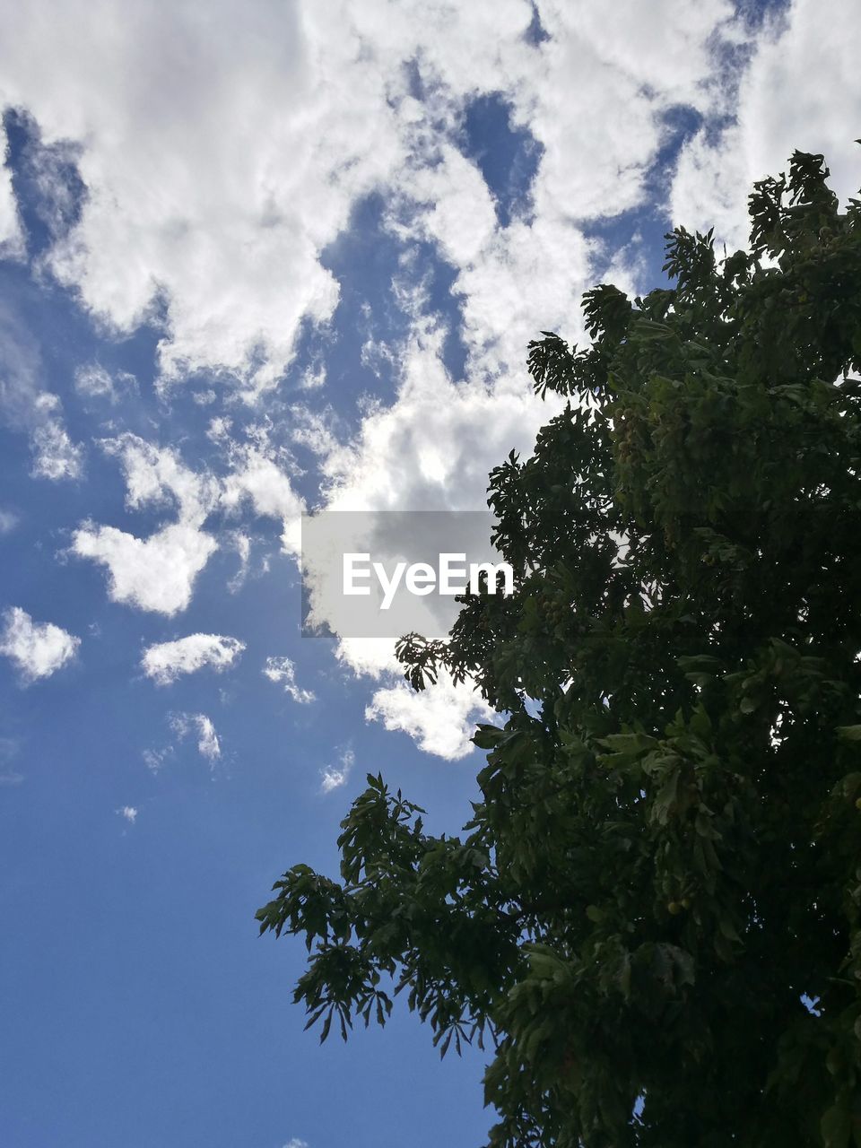 LOW ANGLE VIEW OF TREES AGAINST CLOUDY SKY