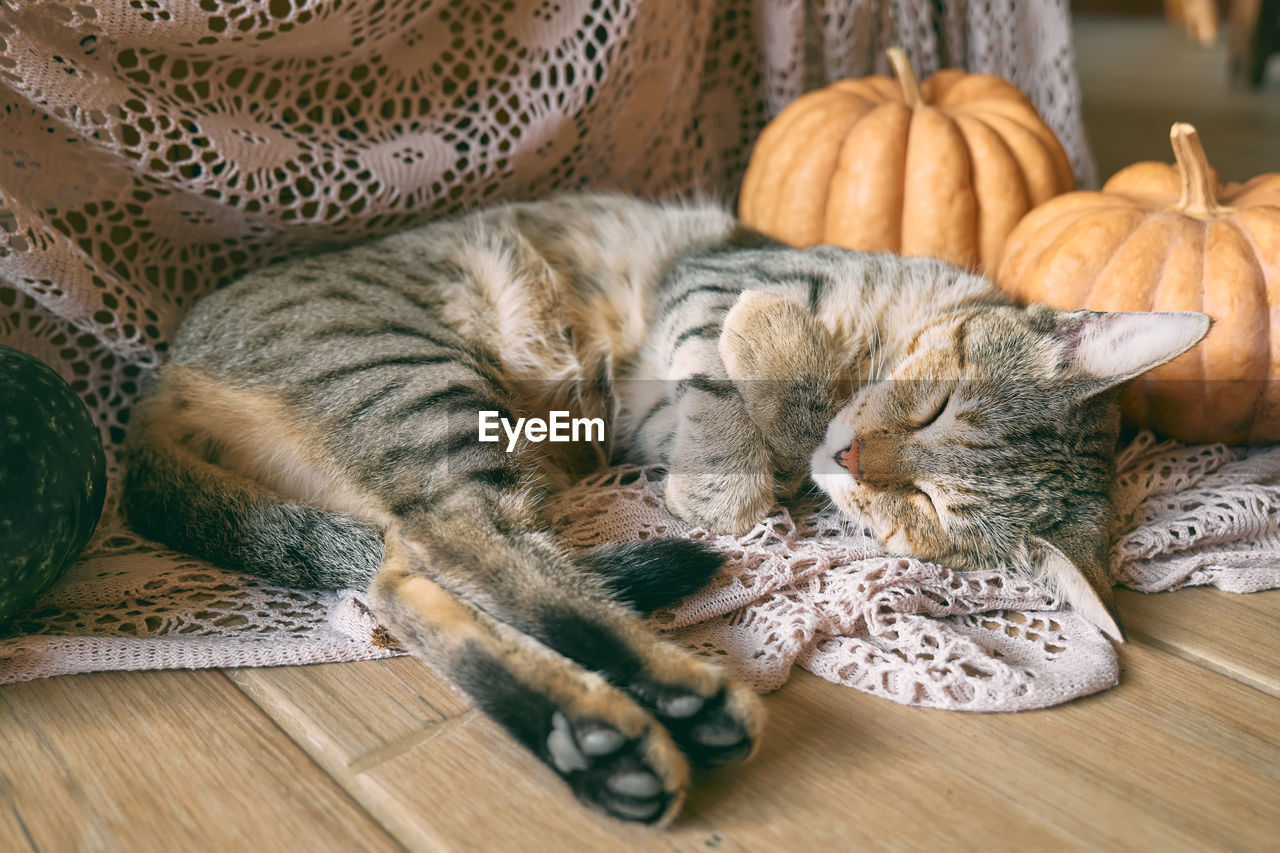 cat, domestic cat, pet, mammal, feline, carnivore, animal themes, domestic animals, animal, felidae, no people, indoors, food, food and drink, one animal, wood, table, pumpkin, relaxation, small to medium-sized cats, kitten, lying down