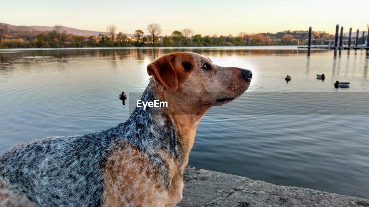 DOG LOOKING AWAY ON LAKE