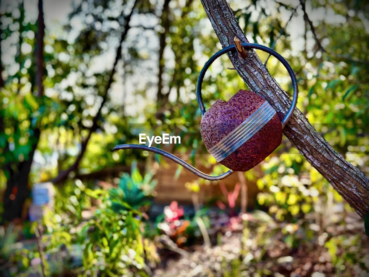 branch, nature, flower, autumn, leaf, plant, tree, spring, green, forest, focus on foreground, hanging, sunlight, no people, day, outdoors, woodland, growth, close-up, garden, jungle