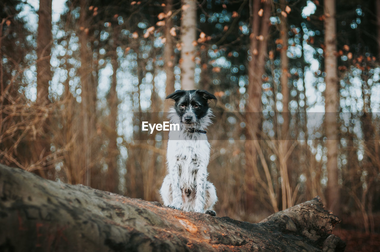 Mixed breed dog sitting on tree trunk in forest.